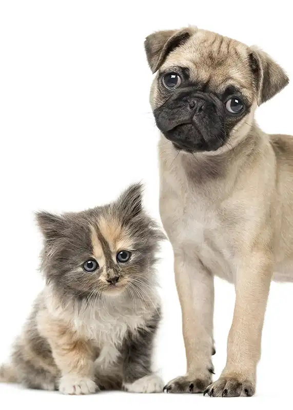 Small kitten and pug standing over a white studio backdrop.