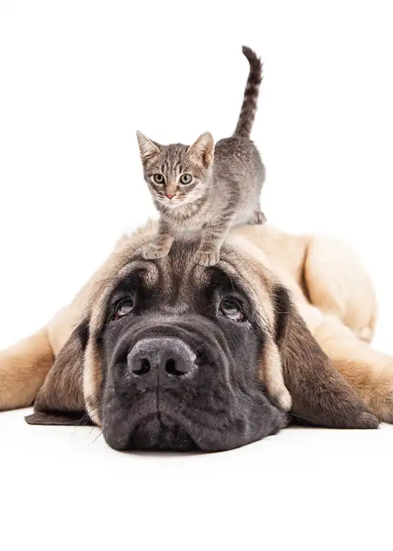Small kitten on top of large dog laying on a white studio backdrop.