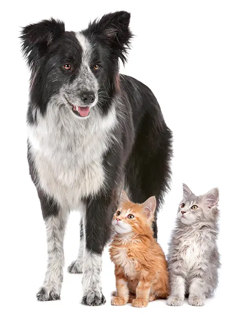 Dog standing next to two kittens