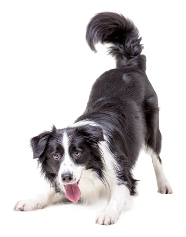 Playful border collie dog